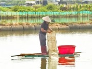 Phú Yên: Phát triển mô hình nuôi cua lột 